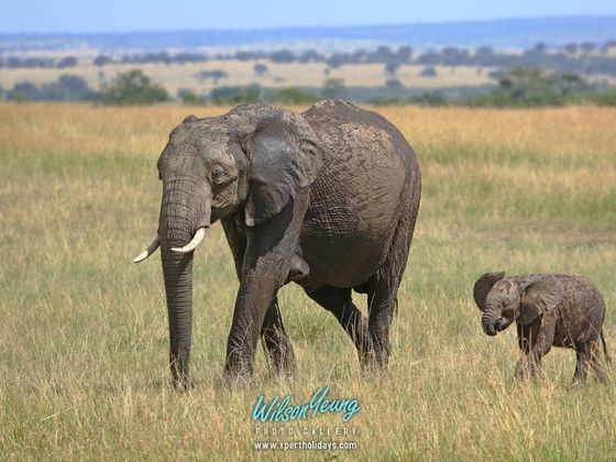 2027-03-27 Easter - 8N Tanzania Spring of Life Safari - Travel with Xpert Buddy